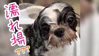 シーズーひな・トリミングの日。犬のシャンプー＆カット　Dog Grooming！【短い動画】