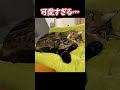 猫の寝相が国宝級に可愛かった🐾the cat s sleeping position was cute as a national treasure🐾