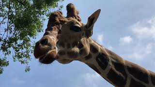 宇都宮動物園 どうぶつとの距離が近く触れ合えるプール付き遊園地付き動物園🦒 with フリーBGM　”Sand Castle” by Quincas Moreira