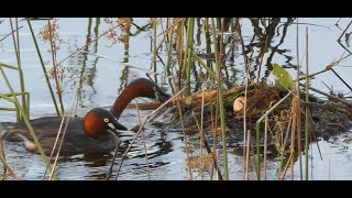 巣作りと抱卵に励むペアのカイツブリ / Little Grebes nest building and Incubating at Chokushi Pond