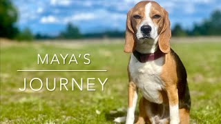 Maya has graduated from the Board & Train program!