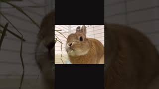 牧草の「もけもけ部分」を食べる音 #うさぎ #bunny #cute