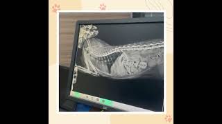 Animal Medical Services - Veterinary Clinic \u0026 Diagnostics