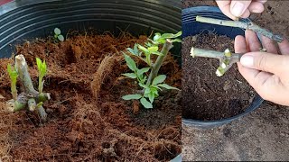 How to grow rose by stem cutting/ Rose grow cutting idea