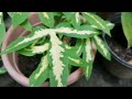 my variegated cassava. do you know that it has lots of health benefits garden plantlover plants