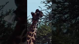 SILLY eating giraffe #wildlife #shorts #africa #serengeti