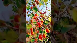 rajshthani desi fruit ber  🍒 / राजस्थानी देसी फ्रूट बेर #nature #ber #rajshthan