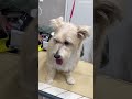 잠깐 사이 미모 업그레이드💕 믹스견 shorts 강아지 강아지미용 adorabledog