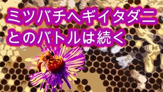 Japanese beekeeping / Battle against Varroa mites continues (September 2024, Part 4) / Eng sub