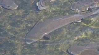 1060720南港大坑溪下游烏魚覓食1