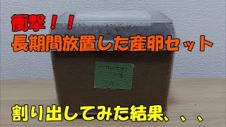 【衝撃】数ヶ月放置していた産卵セットを暴いたらまさかの結果に、、、【カブトムシ・クワガタ】