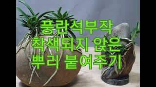 풍란 석부작 새로 나온 뿌리 수석에 붙여주기