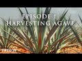 How Patrón Tequila Is Made | Preparing & Harvesting Agave | Ep.1