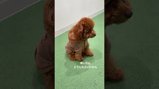 初めてドッグランデビューした犬 #トイプードル #ドッグラン