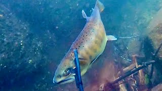 生態系が狂った川に潜ると尺超えヤマメが無数に現れる！竹ヤスで何匹獲れる？【魚突き】