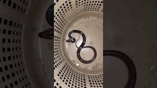 കടിച്ച പാമ്പിനെ തിരിച്ചു കടിച്ചില്ലാട്ടോ🐍 Snake bite in gents hostel #sarpa #urbansnakelife #reptile