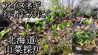 アイヌネギ/ギョウジャニンニクを採る【 北海道 山菜 】