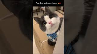 Welcome Home, Hooman! 🐾 The Cutest Cat Greeting Ever!