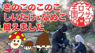 【キノコのこのこ】しいたけとなめこを杉の木に植菌！