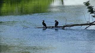 Great Cormorant Bathing in River カワウが川で水浴後に倒木に上がり羽根を乾燥（野鳥）