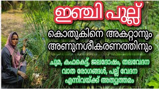 ഇഞ്ചി പുല്ല് കൃഷി രീതിയും ഗുണങ്ങളും | Lemongrass Farming \u0026 its Benefits | Inchi Pullu | പുൽ തൈലം