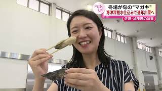 【加茂湖の“マガキ”】冬場が旬だけど　海洋深層水仕込みで通年出荷へ　真夏のカキの味は？　《新潟》