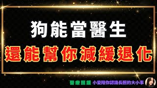 2024醫療照護｜什麼是狗醫生？治療犬？療癒犬？看一次就懂三者差異，讓動物治療法跟著大家一起快樂的生活｜小愛陪你認識長照的大小事