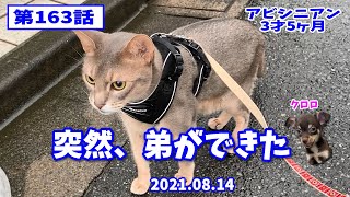 【犬と猫】猫と散歩 アビシニアン (毎日の散歩) 163話