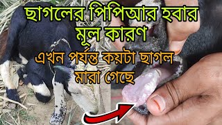 ছাগলের পিপিআর হলে কি করণীয় || ছাগলের পিপিআর রোগের চিকিৎসা || ছাগল পালন পদ্ধতি  || new goat farm PPR