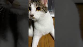 右かな？左かな？　#猫　#さくら　#猫がいる幸せ　#猫好き　#猫バカ　#可愛い猫　#美猫　#猫好きさんと繋がりたい　#さくらにゃん　#家猫　#ゆうTube