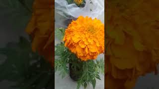 #kuch नये पौधो की खरीदी  #कौन से पौधे खरीदे देखो #gardenflowers #flowers