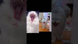 CUTE CAT VIDEO #20