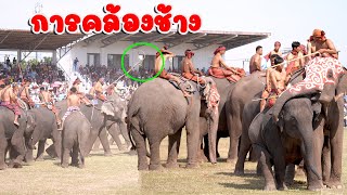 การคล้องช้างป่า งานแสดงช้างจังหวัดสุรินทร์ ปี 2566  Amazing Surin Elephant Round-up 2023