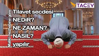 Tilavet secdesi nedir, ne zaman, nasıl yapılır ? (Maliki'yi taklid eden Hanefi için)