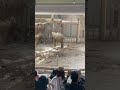 【札幌 円山動物園】ゾウの赤ちゃん！可愛い！！