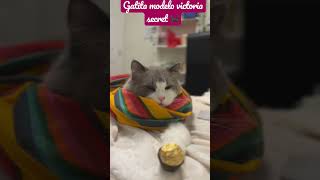 Gatita modelo #viral  #catlady #catmom #gatitos