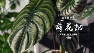 蒔花記 第六十日 (暫別篇) | 銅鏡觀音蓮 Alocasia Cuprea | Flower Diary Day 60