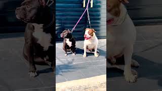 pittbull dog home guard #ytshorts#youtubeshorts#shortsfeed#doglover#pittbull#shorts