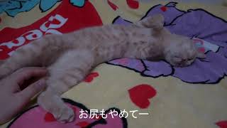 寝ながら手が動く猫が可愛すぎる A cat moves while sleeping is too cute