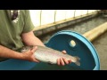 ontario aquaculture spawning and broodstock practices