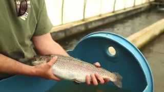 Ontario Aquaculture - Spawning and Broodstock Practices