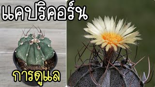 แนะนำแคคตัสน่าเลี้ยง แอสโตรไฟตัม แคปริคอร์น Astrophytum capricorne แคคตัสแปลก แคคตัสหายาก