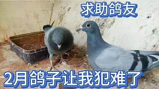 鸽子信鸽应该遗传到500公里父母鸽好基因吧？小信鸽却让我犯难了