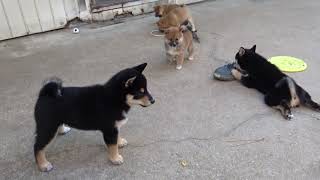 元気に遊ぶ柴犬子犬たち