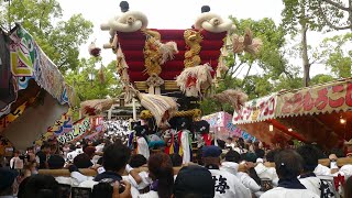 百舌鳥八幡宮月見祭　梅町ふとん太鼓　　宮入　（２０１９年９月１４日）静止画