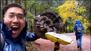 采蘑菇就像打扑克（牛肝菌，松茸，灵芝） Mushroom foraging in Vancouver -- Boletus,  Polypore, Matsutake