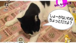 くるねこ愚連隊　生映像　～もんさん、ちょっとだけよ？篇～