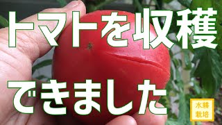 【収穫成功？】土から仕立て直した水耕栽培のトマト、収穫時期【水耕栽培講座】