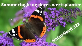 NaturNørd 322. Sommerfugle og deres værtsplanter. Flere arter end sidst!!