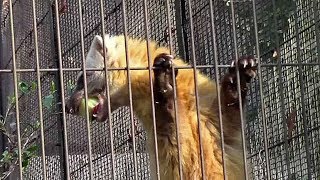 ホンドテンの給餌（井の頭自然文化園）Japanese marten Feeding Time